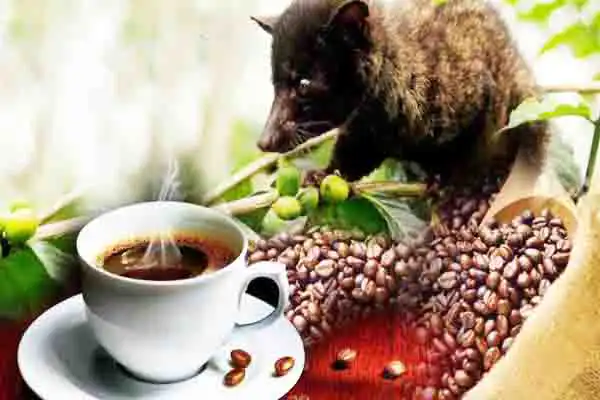 bali coffee plantation